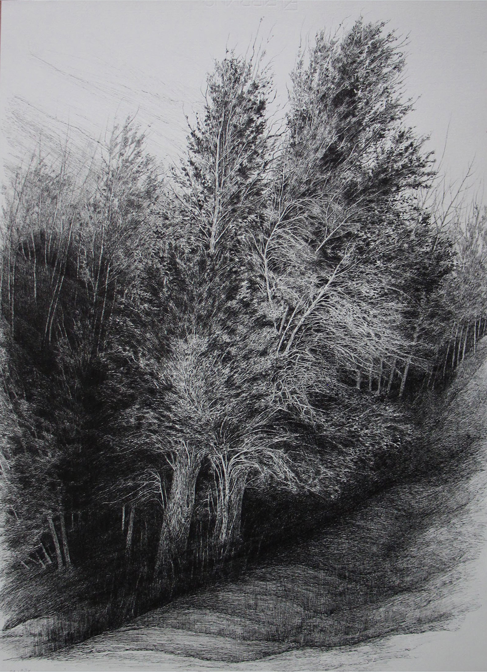 افسانه مسائلی، بدون عنوان، خودکار روی کاغذ، ۵۲.۸x۴۶.۸ سانتی‌متر، ۱۳۹۷