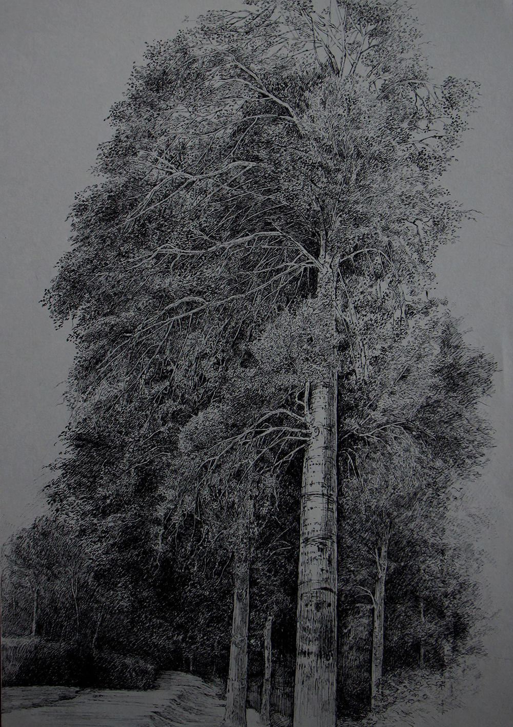 افسانه مسائلی، بدون عنوان، خودکار روی کاغذ، ۴۹.۲x۳۳.۵ سانتی‌متر، ۱۳۹۷