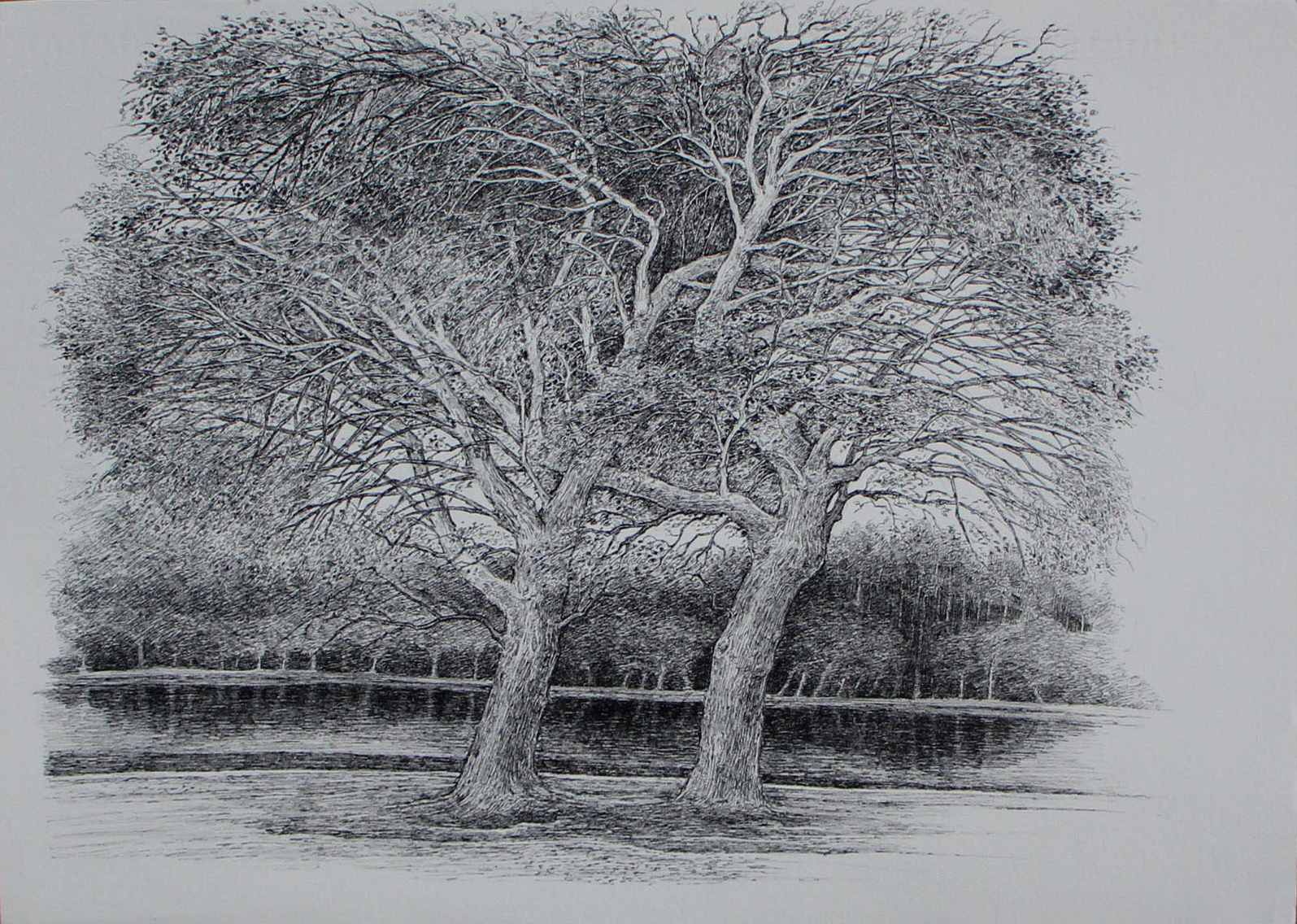 افسانه مسائلی، بدون عنوان، خودکار روی کاغذ، ۳۵.۵x۵۰ سانتی‌متر، ۱۳۹۸